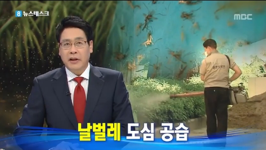 ▲ 날벌레 도심 습격 이유(출처: MBC '뉴스데스크')