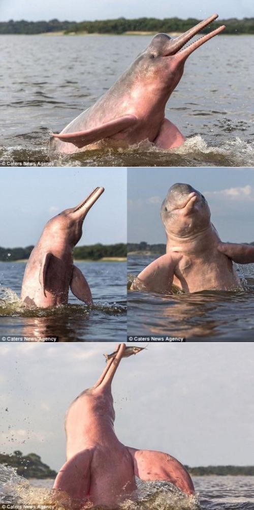 희귀 분홍돌고래 포착 "환상적 자태에 감탄사만…"