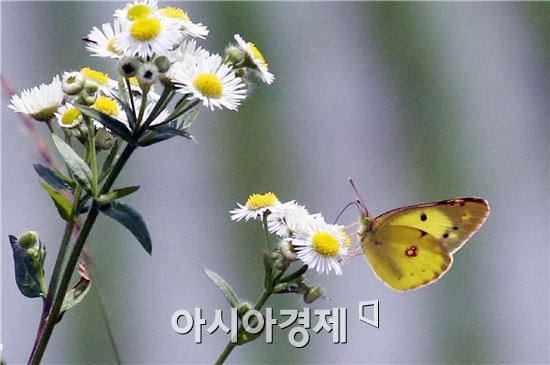 [포토]하늘하늘~ 나비와 개망초