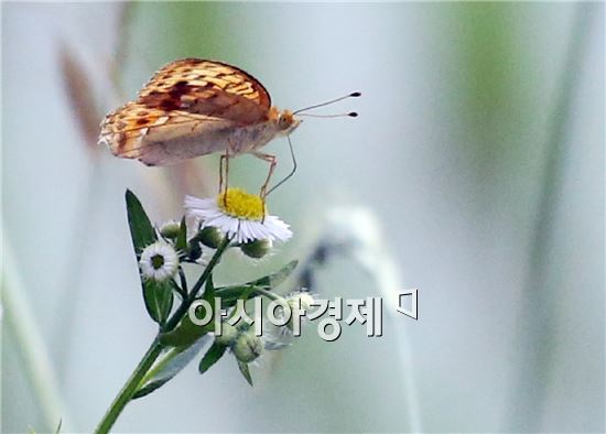 [포토]나비의 꿀벌 사냥