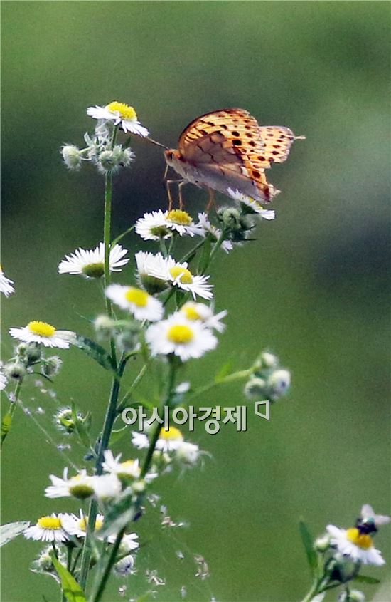 [포토]꿀을 빠는 아름다운 나비