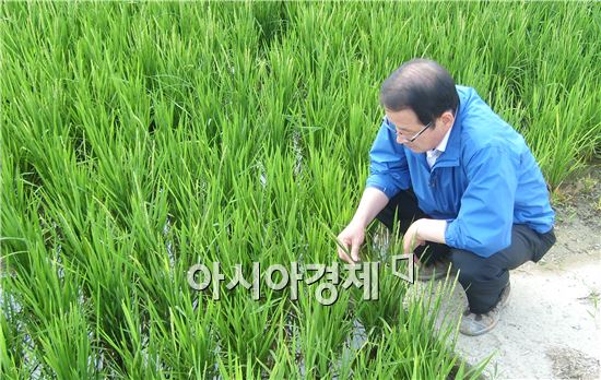 순천시, 해룡면 조기재배 2기작 시범사업 벼 첫 출수