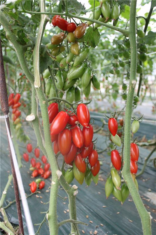 고추모양 신품종 방울토마토 개발