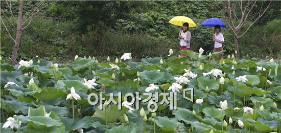 [포토]화사하게 핀 백련 