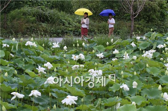 [포토]화사하게 핀 백련 