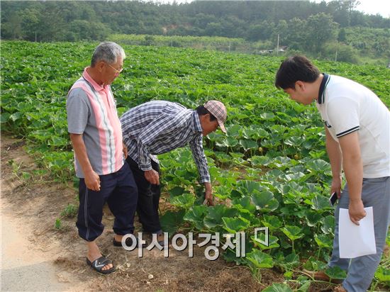 강진군, 웰빙호박 전량 수매계약 맺었다