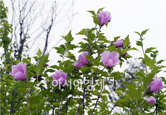 [포토]무궁화 꽃이 피었습니다