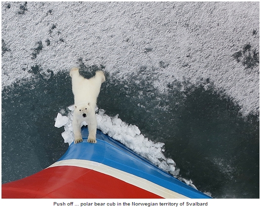 ▲ 어린 북극곰 한 마리가 쇄빙선의 이동을 막아서는 모습이 카메라에 포착됐다.(출처: 더 선)