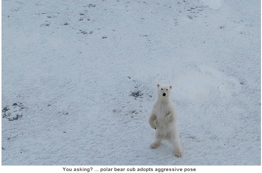 쇄빙선 밀어내는 북극곰, '애절 눈빛' 뭉클