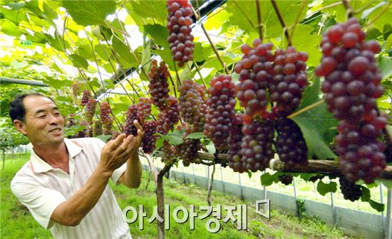 새콤달콤 해남포도 수확 한창