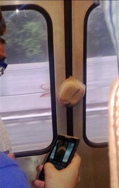 주인과 헤어진 도시락…"왠지 쓸쓸하면서 웃겨~"