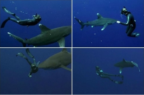 ▲ 식인 상어와 헤엄치는 여성(출처: 유튜브)