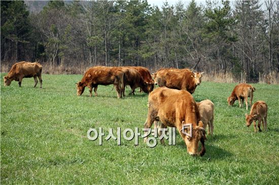 정남진장흥 한우사육 노하우 1등, 맛도 단연 최고!