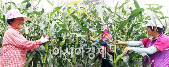 함평군 유휴지 재배 옥수수 취약계층에 전달