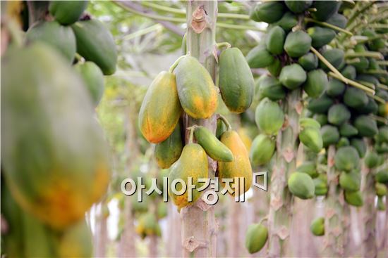 곡성군 입면 파파야 농장에서 천사의 선물이라고 불리는 파파야가 주렁주렁 열려  익어가고 있다. 노해섭 기자 nogary@