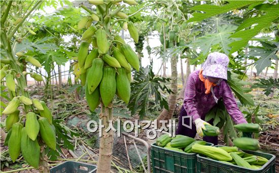 곡성군 입면 파파야 농장에서  한 아주머니가 천사의 선물이라고 불리는 파파야를 수확하면서 구슬땀을 흘리고 있다. 노해섭 기자 nogary@