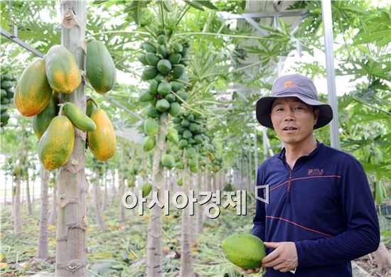 청정지역 곡성군 섬진강변에서 국내 최초로 파파야 재배에 성공한  ‘임마누엘 아트팜’ 영농조합법인 파파야 농장에서는  정재균 대표가 뜨거운 온실에서 파파야 효능에 대해 설명을 하고 있다. 노해섭 기자 nogary@