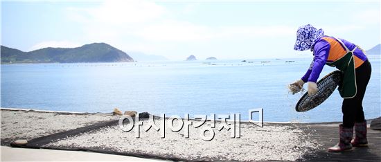 완도는  싱싱멸치잡이 한창