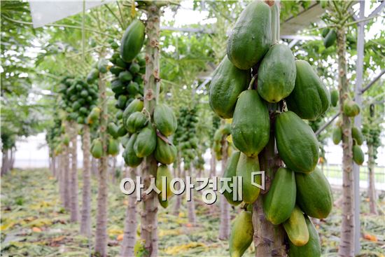 [포토]주렁주렁 익어가는 곡성 ' 파파야' 농장 
