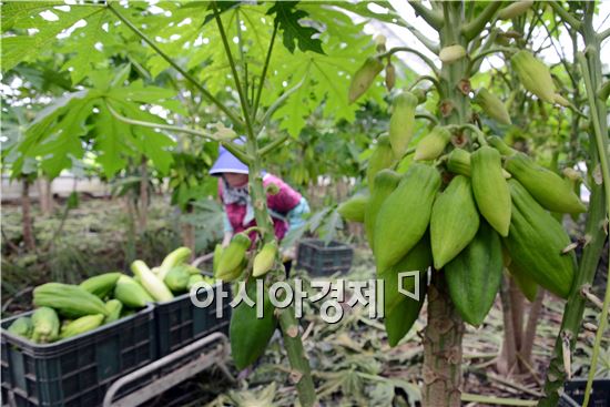 [포토]열대과일 파파야 수확 한창 