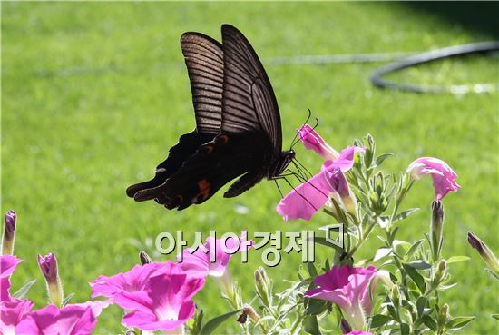 [포토]나비 점심먹는 중