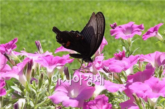 [포토]폭염속 한가로운 나비 