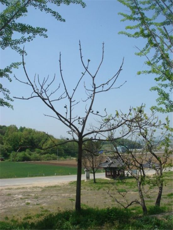 성삼문 오동나무의 어미나무