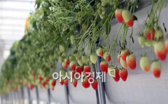 남원시, 우량묘 공급으로 춘향골 명품딸기 생산