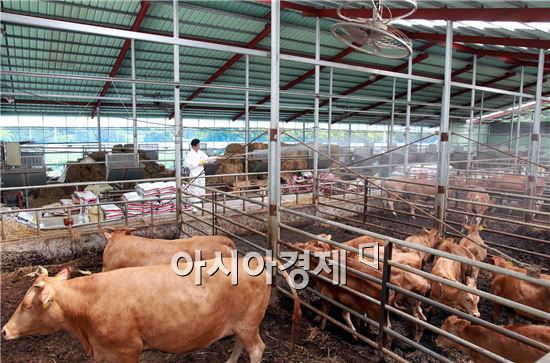 [포토]찜통더위 축사에 물 뿌리는 공무원