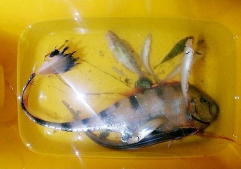 ▲ 심해어류 '홍투라치'로 판명된 여수 괴물 물고기(출처 : 다음 아고라)