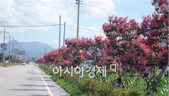 남원시 금지면 배롱나무길‘눈길