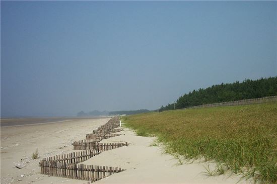 해변가 옹벽 철거…표범장지뱀 둥지 찾았네