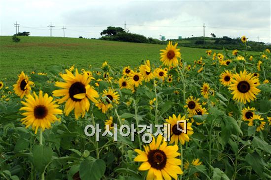 고창 공음 학원농장 해바라기 꽃잔치