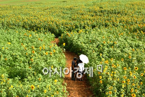 고창 공음 학원농장 해바라기 꽃잔치