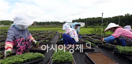 [포토]함평군 국화 30만본 식재작업 한창