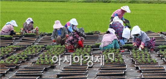 [포토]함평국화축제 준비하는 아낙네들의 손길 분주 