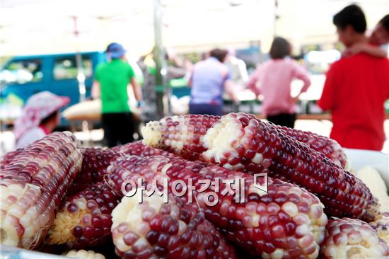 먹음직스러운 곡성 삼기면  흑찰옥수수