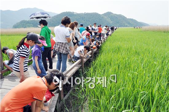 순천만을 찾은 관광객들