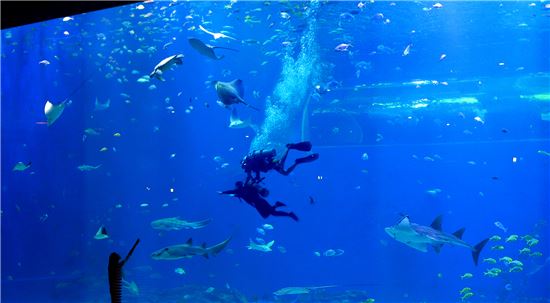 바다를 훔쳐왔다…그속에서 물고기와 논다