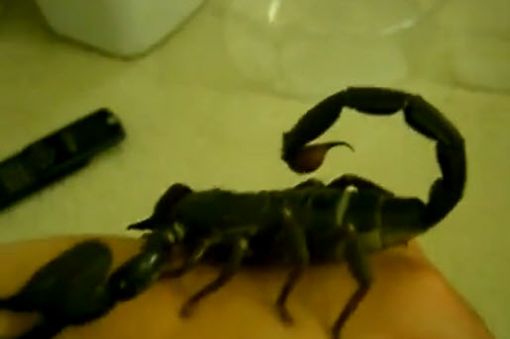 세계 최대 전갈, "무섭지만 오래된 애완동물"