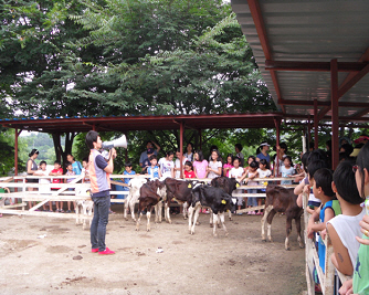  송아지 우유주기 체험
