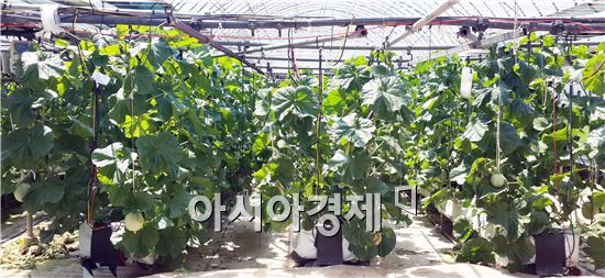 장흥군, 전남도 육성 신품종 멜론 시범재배 성공 
