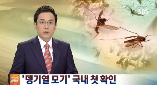 ▲ 제주 아열대 모기 발견(출처: SBS) 