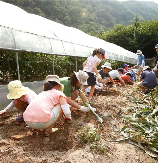 코스콤, "가족과 함께 1사1촌 자매마을서 일손돕기"