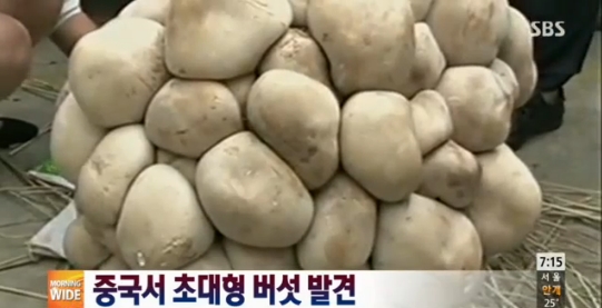 ▲ 중국 초대형 버섯 발견(출처: SBS)
