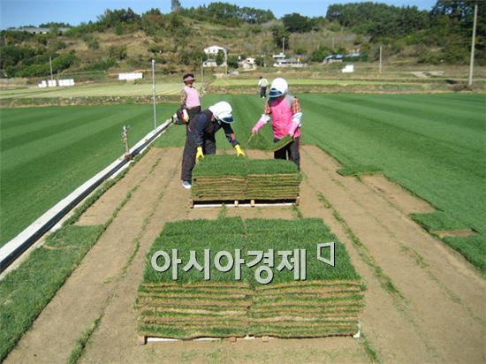 잔디 수도 장성군, 잔디 재배농가 관정시설 지원