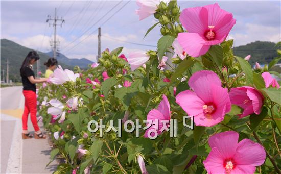 [포토]무궁화를 닮은 꽃~ 그 이름은 부용화