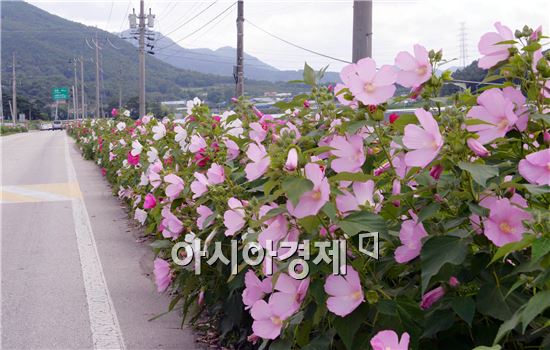 [포토]무궁화를 닮은 꽃~ 그 이름은 부용화