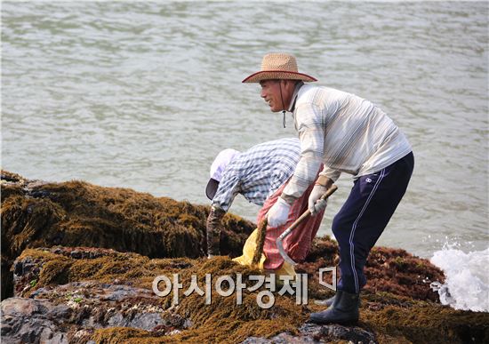완도 자연산 톳 채취 한창~웃음 가득한 어민들 