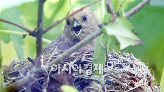 순천정원박람회장에  둥지 마련한  ‘붉은머리 오목눈이’